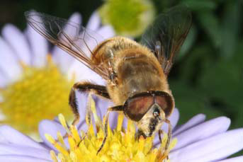 The drone-fly, Eristalis tenax, a harmless flower fly pollinating a garden Aster. © Axel Ssymank