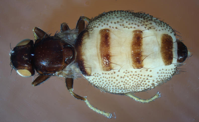 Carnus hemapterus, female, dorsal view