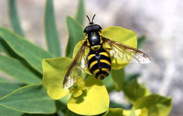 The flower fly Chrysotoxum “intermedium (aggregate) pollinating the flowers of the tree spurge (Euphorbia dendroides) on the Maltese islands. © Axel Ssymank