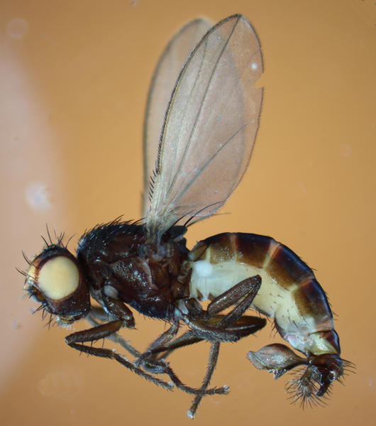 Meoneura lamellata, male, lateral view