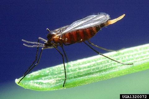 Mayetiola destructor - live adult female